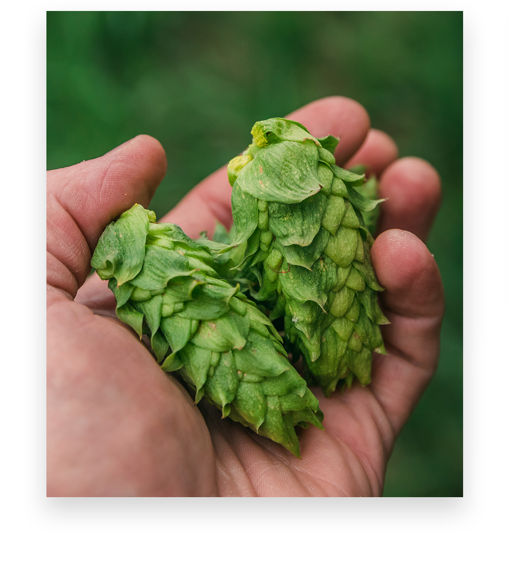 Yakima Chief Hops’ Organic Hop 02